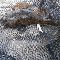 ロックフィッシュ 三種類